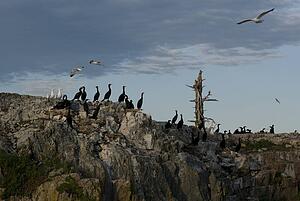 Lake of the Woods, Ontario, Canada; Birds nesting on lake bank