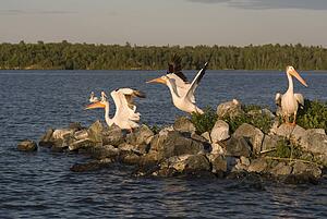 Lake of the Woods, Ontario, Canada; Pelicans