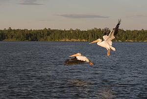 Lake of the Woods, Ontario, Canada; Pelicans in flight