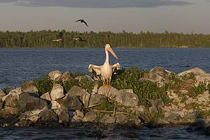 Lake of the Woods, Ontario, Canada; Pelican perching on the rocks