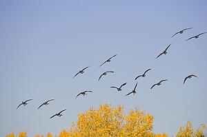 Group of geese flying