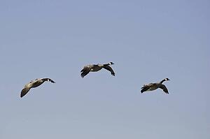 Group of geese flying