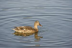 Edmonton, Alberta, Canada; Duck in a lake at Hawrelak Park
