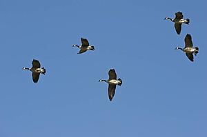 Group of geese flying