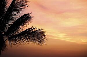 Mexico; Majestic sunset silhouettes palm tree