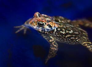 Multi-colored frog swimming in blue pool