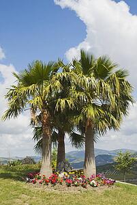 Cádiz, Andalucia, Spain; Palm Trees in the Mountain Village of Zahara de la Sierra