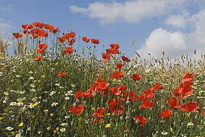 Andalucia, Spain; Red Poppies with Spring Flowers