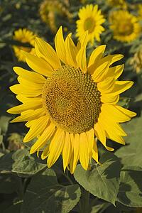 Andalucia, Spain; Sunflowers, Helianthus Annuus