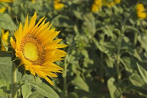 Andalucia, Spain; Sunflowers, Helianthus Annuus