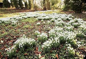 Flowers growing in spring, Derbyshire, England
