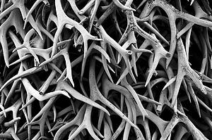 Antlers, National Bison Range, Moiese, Montana, USA
