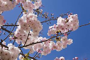 Almond blossom, Ronda, Andalusia, Spain