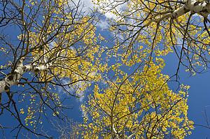 Aspen trees in fall 