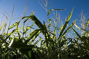Corn field