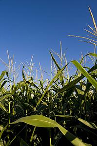 Muskoka, Ontario, Canada; Corn field