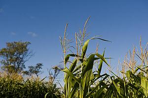 Muskoka, Ontario, Canada; Corn field