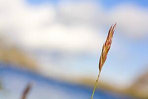 Grass in seed