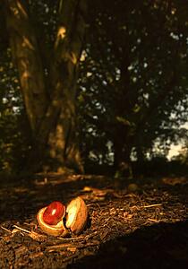 Chestnut seed on forest floor