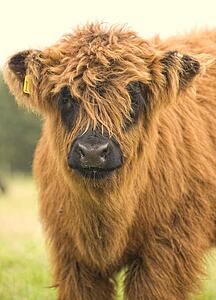 Highland cattle calf, Scotland