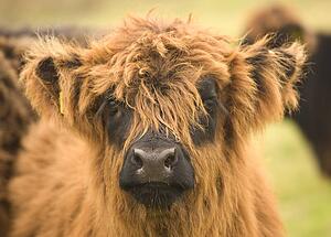 Highland cattle calf, Scotland