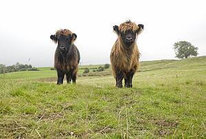 Highland cattle calves, Scotland