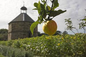 Apple hanging from branch, Guisborough, North Yorkshire, England