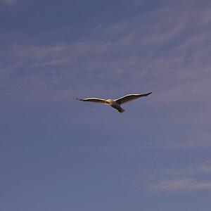 Seagull in flight