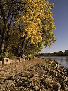 Autumn tree along waterfront, Red River, Winnipeg, Manitoba, Canada