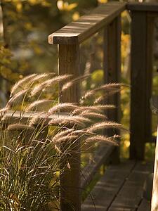 Reeds blowing in the wind by deck, Lake of the Woods, Ontario, Canada