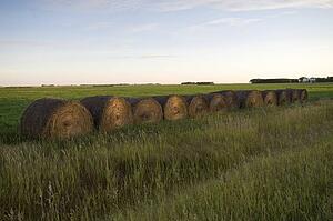 Hay bales, Manitoba, Canada