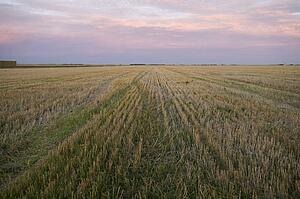 Prairie field, Manitoba, Canada