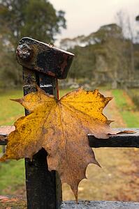 Fall leaf on fence