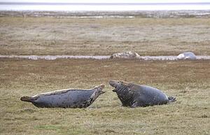 Gray Seal (Halichoerus grypus), Donna Nook, Lincolnshire, England; Adult seal communicating
