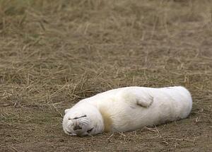 Gray Seal (Halichoerus grypus); Baby seal playing on the ground