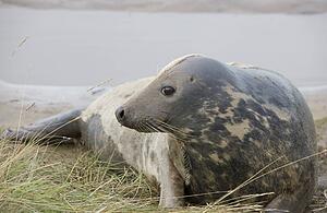 Gray Seal (Halichoerus grypus), Donna Nook, Lincolnshire, England; Seal lying down