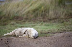 Gray Seal (Halichoerus grypus), Donna Nook, Lincolnshire, England; Baby seal sleeping on the ground
