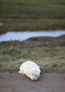 Gray Seal (Halichoerus grypus), Donna Nook, Lincolnshire, England; Young Seal lying on grass