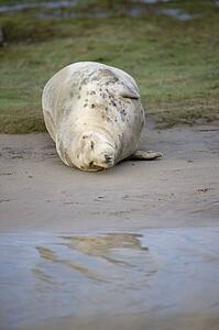 Gray Seal (Halichoerus grypus), Donna Nook, Lincolnshire, England; seal resting on the ground