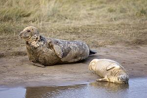 Gray Seal (Halichoerus grypus), Donna Nook, Lincolnshire, England; seal and seal pup resting on the ground