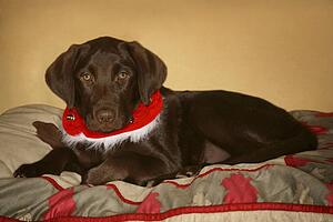 Dog with Christmas collar