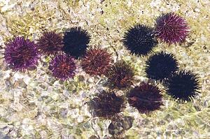 Sea urchins (Echinoidea); Spiny sea creatures