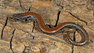 Black-bellied salamander (Batrachoceps nigriventris); San Gabriel Mountains, California, USA 