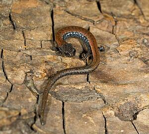 Black-bellied slender salamander (Batrachoceps nigriventris), San Gabriel Mountains, California