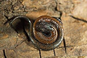Black-bellied slender salamander (Batrachoceps nigriventris), San Gabriel Mountains, California; salamander in a defensive posture 
