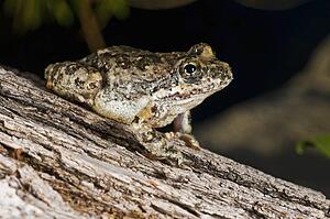 California tree frog, (Pseudacris cadaverina), Cabazon, California, USA