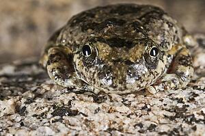California tree frog, (Pseudacris cadaverina), Cabazon, California, USA