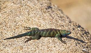 Granite spiny lizard, (Sceloporus orcutti)in breeding coloration