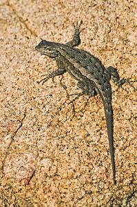 Great Basin fence lizard (Sceloporus occidentalis longipes), California, USA; lizard on a boulder