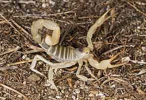 Giant desert hairy scorpion (Hadrurus arizonensis)